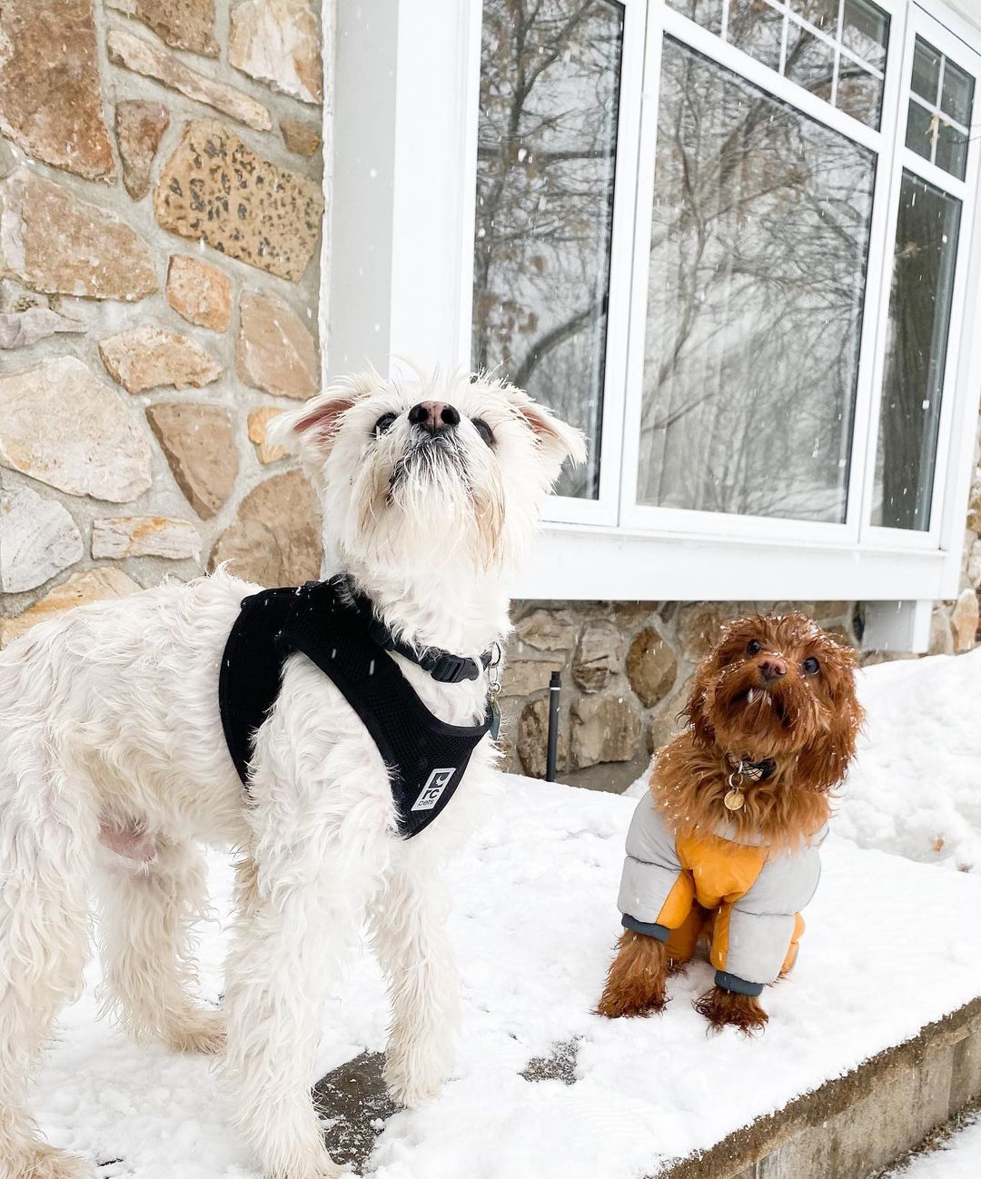 Dog Winter Jumpsuit