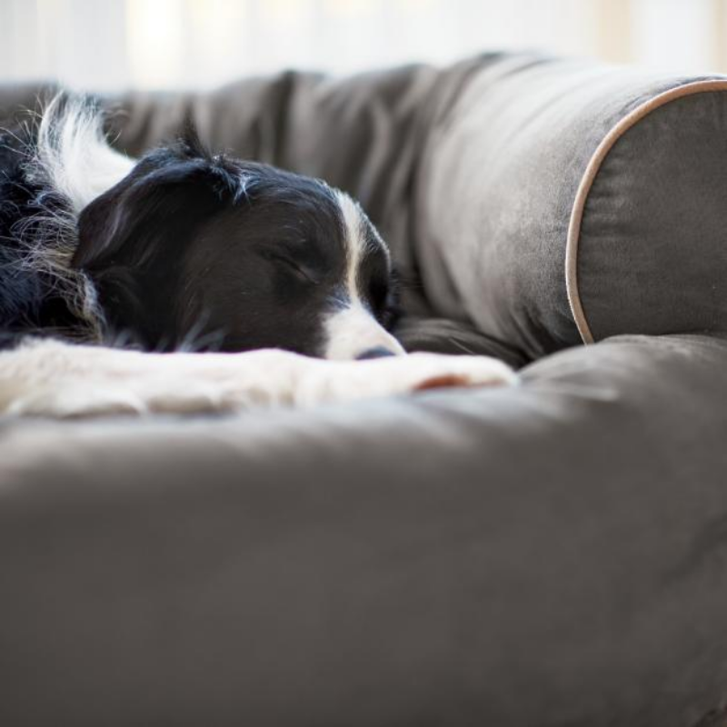 Sofa Dog Bed 2022
