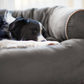 Sofa Dog Bed 2022