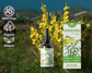 ClearBreathÂ® Dendrobium & Mullein Extract - Powerful Lung Support & Cleanse & Respiratory - Made in USA - Herbal Drops
