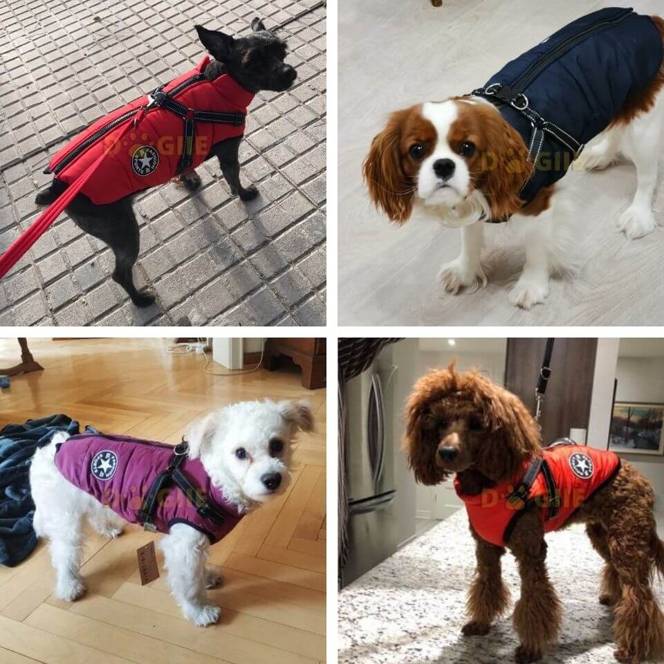 Waterproof Winter Jacket with Built-in Harness