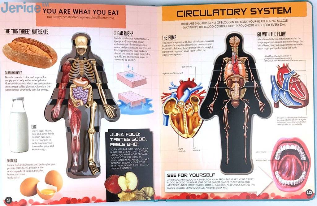 Jeriae™ Anatomy of The Human Body 3D Picture Book