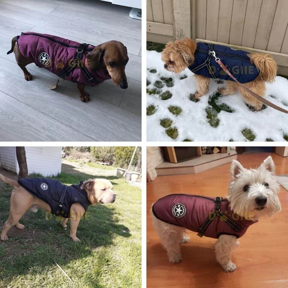 Waterproof Winter Jacket with Built-in Harness