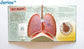 Jeriae™ Anatomy of The Human Body 3D Picture Book