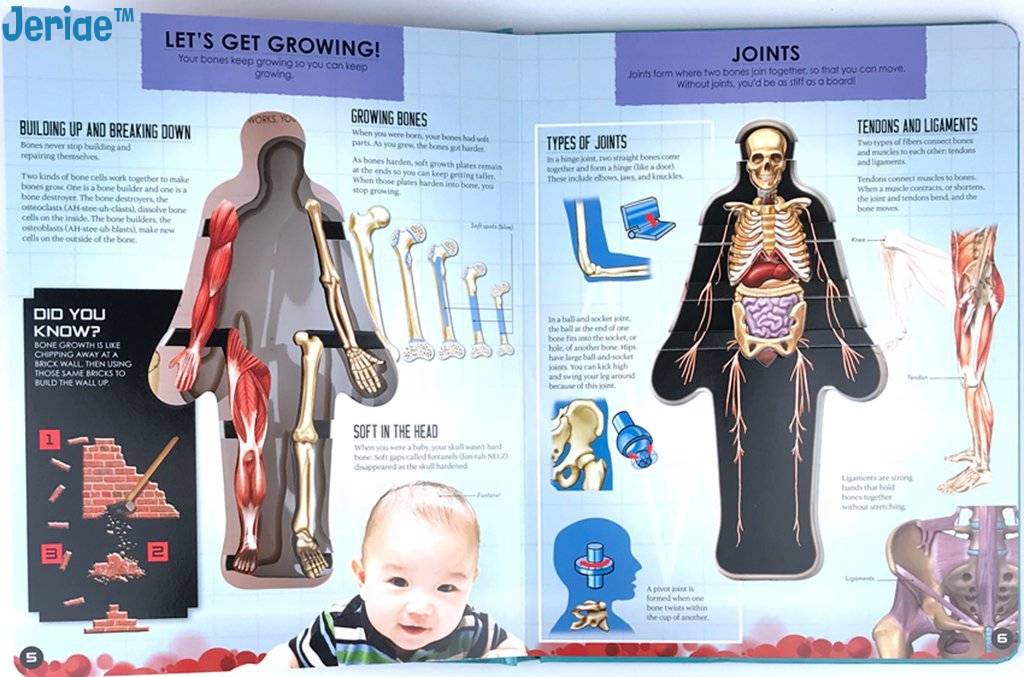 Jeriae™ Anatomy of The Human Body 3D Picture Book