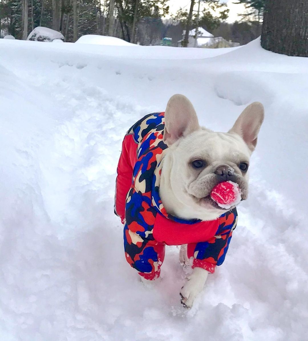 Dog Winter Jumpsuit