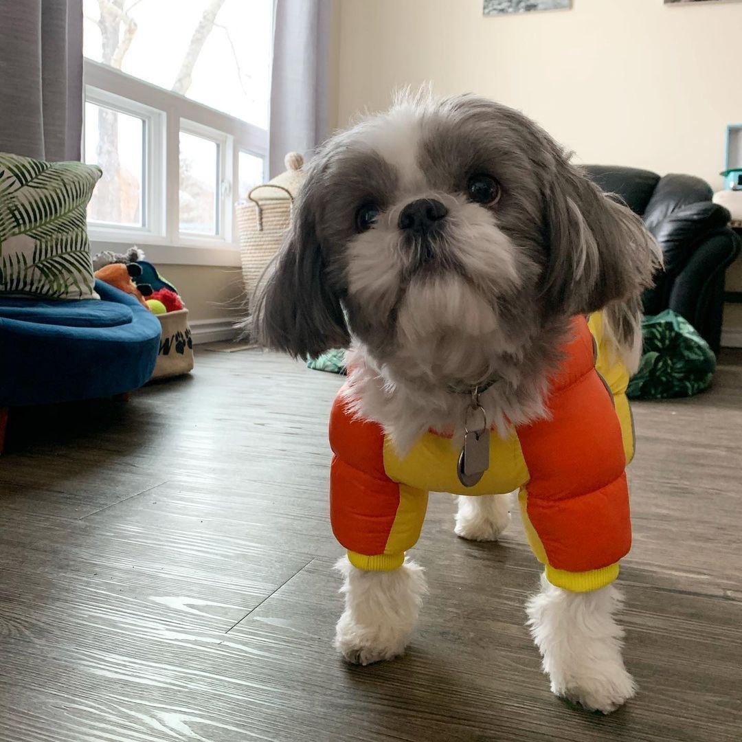 Dog Winter Jumpsuit